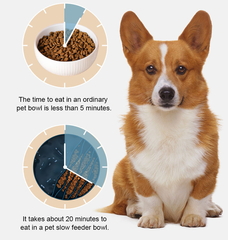 dog water and food bowl